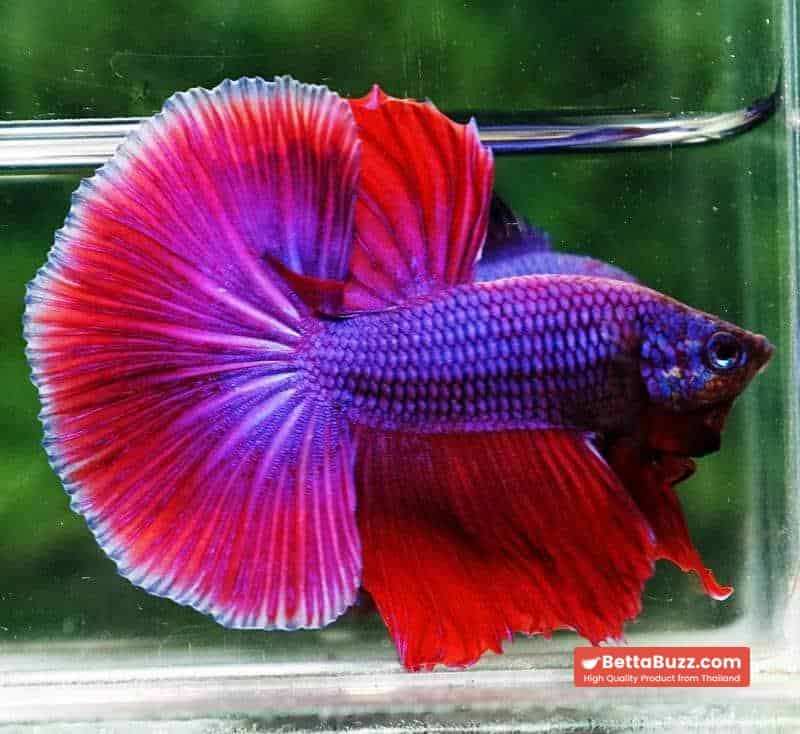 Betta fish OHM Lavender Magenta - Image 6