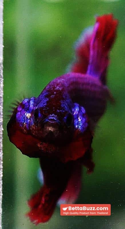 Betta fish OHM Lavender Magenta - Image 7
