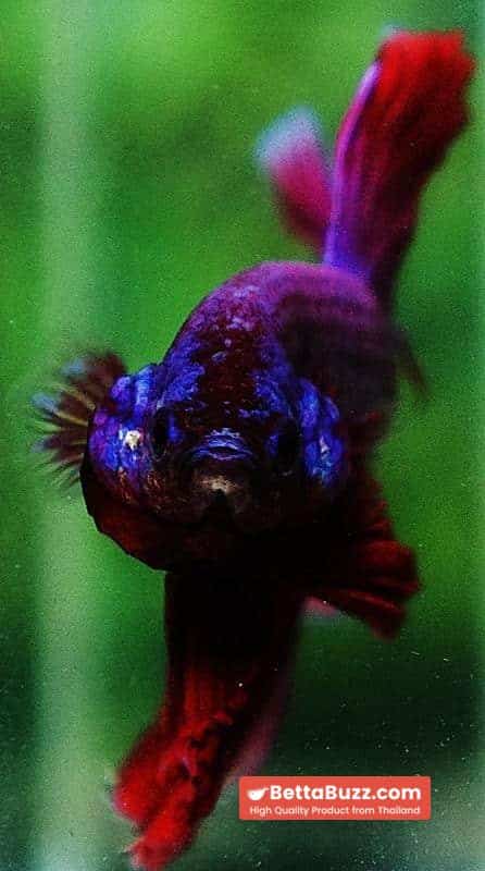Betta fish OHM Lavender Magenta - Image 8