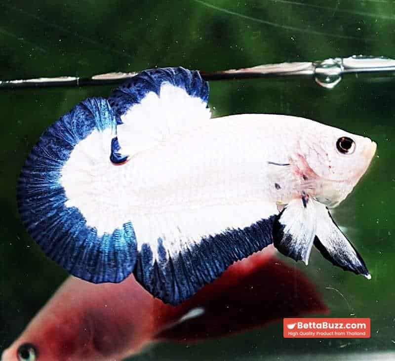 Betta fish HMPK Blue Rim Marble - Image 5
