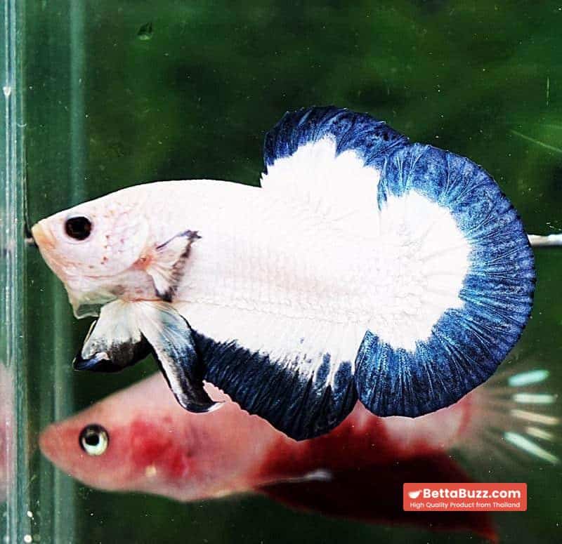 Betta fish HMPK Blue Rim Marble - Image 2