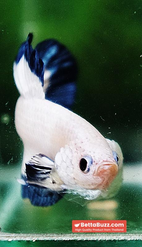 Betta fish HMPK Blue Rim Marble - Image 6