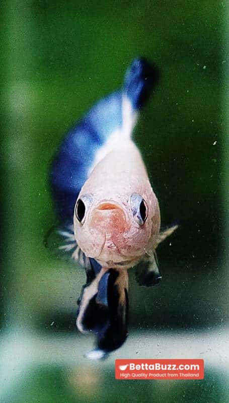 Betta fish HMPK Blue Rim Marble - Image 7