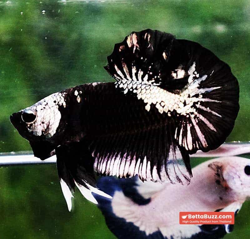 Betta fish OHMPK Perfect Helmet Black Samurai - Image 3