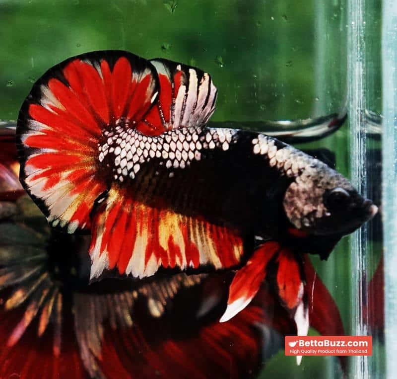 Betta fish Black Samurai on Fire (HMPK) - Image 4