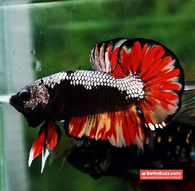 Betta fish Black Samurai on Fire (HMPK) - Image 5