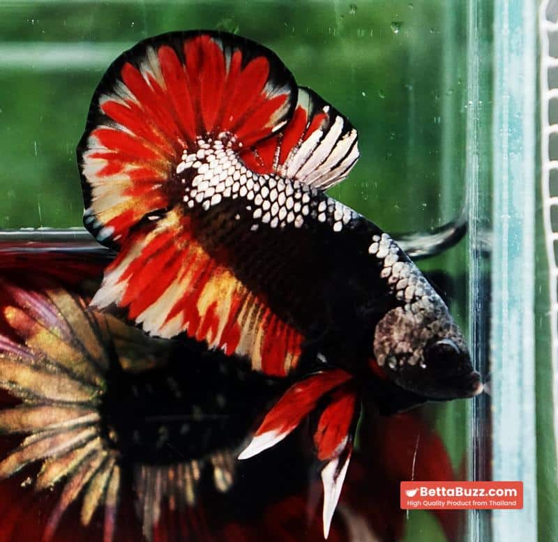 Betta fish Black Samurai on Fire (HMPK) - Image 2