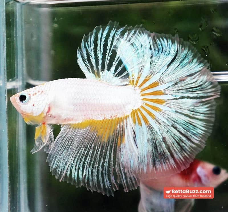 Betta fish OHM Platinum Stardust Crusader - Image 2