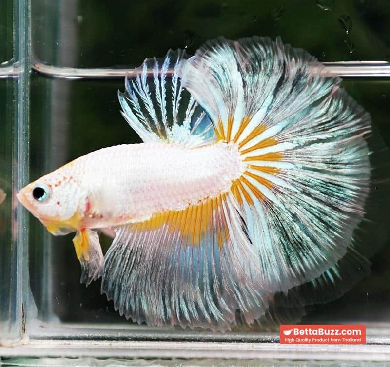 Betta fish OHM Platinum Stardust Crusader - Image 4