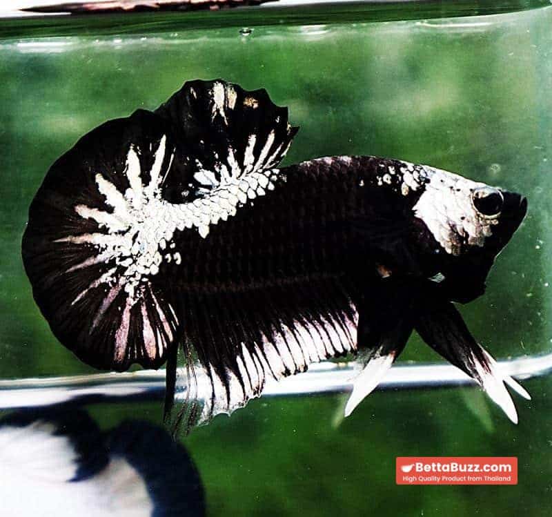Betta fish OHMPK Perfect Helmet Black Samurai - Image 4
