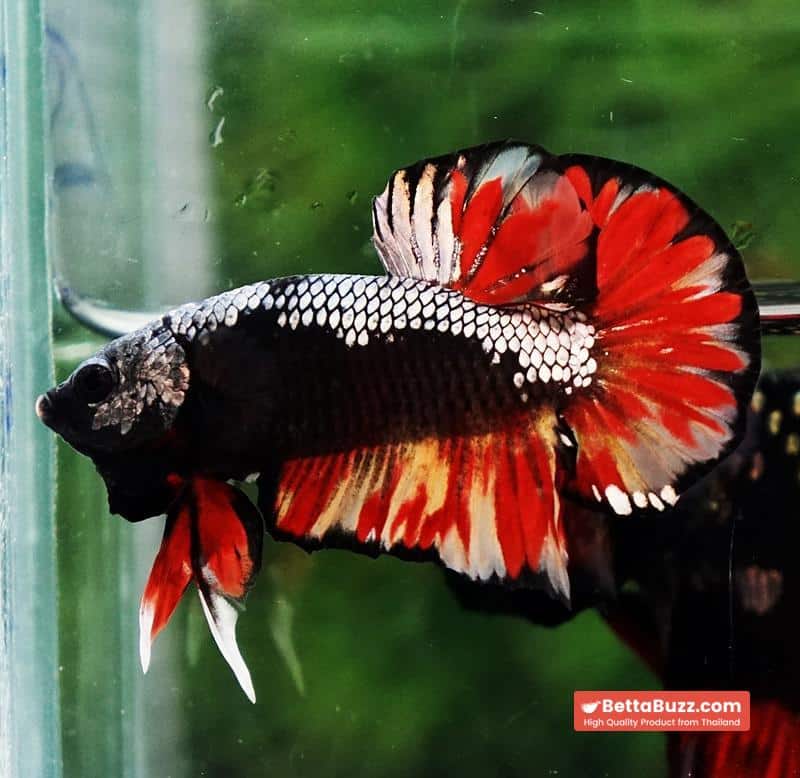Betta fish Black Samurai on Fire (HMPK) - Image 3
