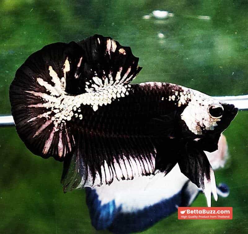 Betta fish OHMPK Perfect Helmet Black Samurai - Image 2