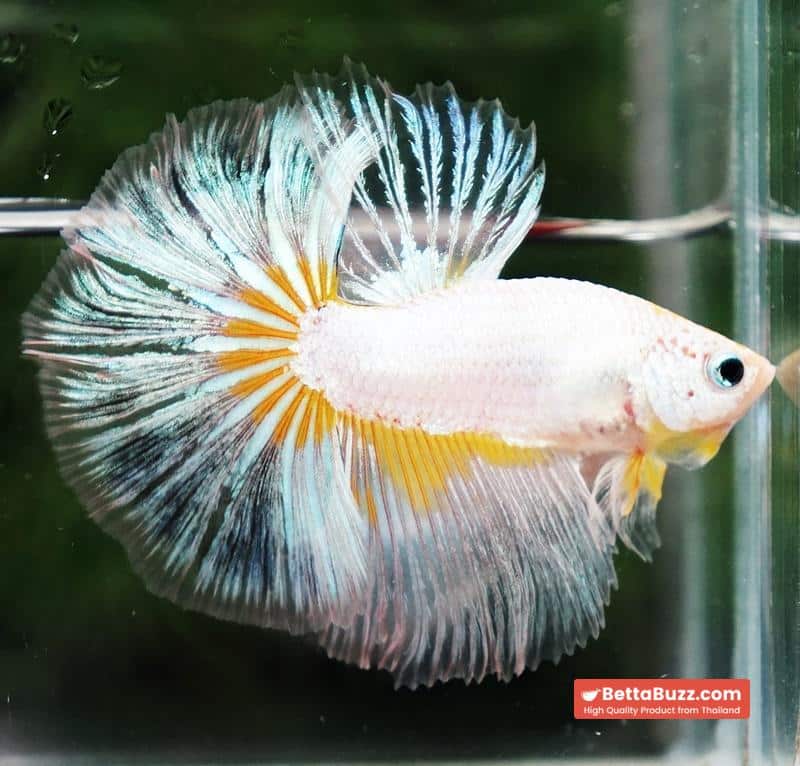 Betta fish OHM Platinum Stardust Crusader - Image 3