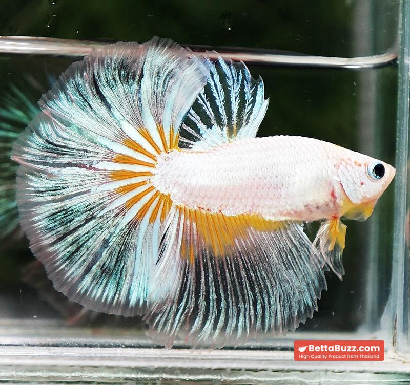 Betta fish OHM Platinum Stardust Crusader - Image 5