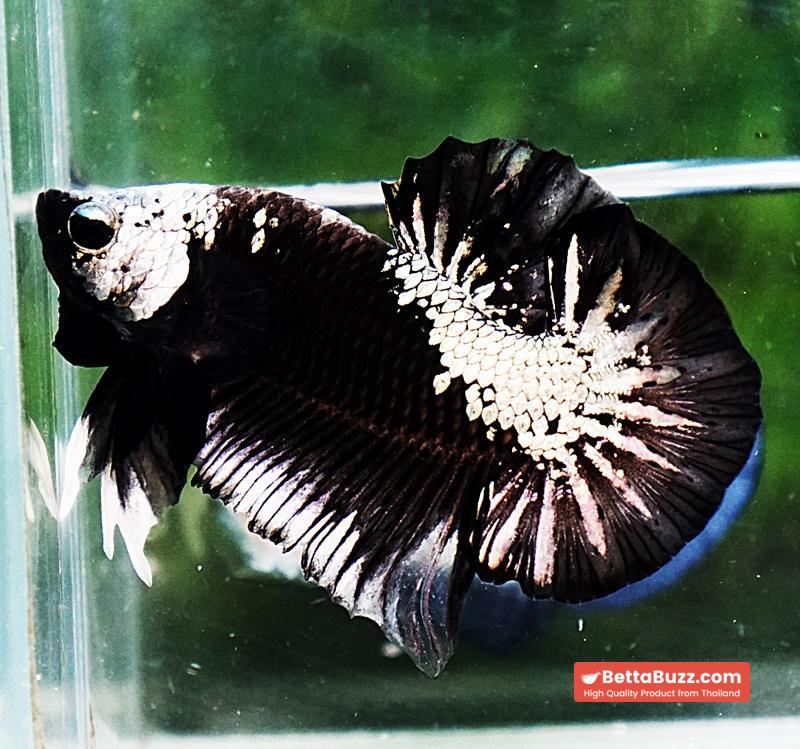 Betta fish OHMPK Perfect Helmet Black Samurai - Image 5