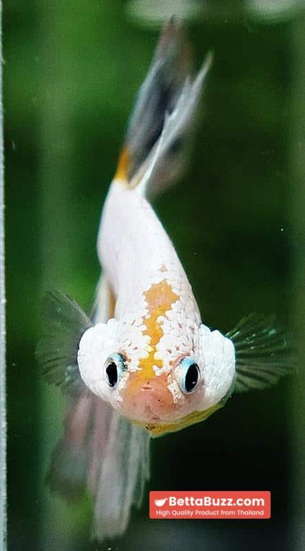 Betta fish OHM Platinum Stardust Crusader - Image 7