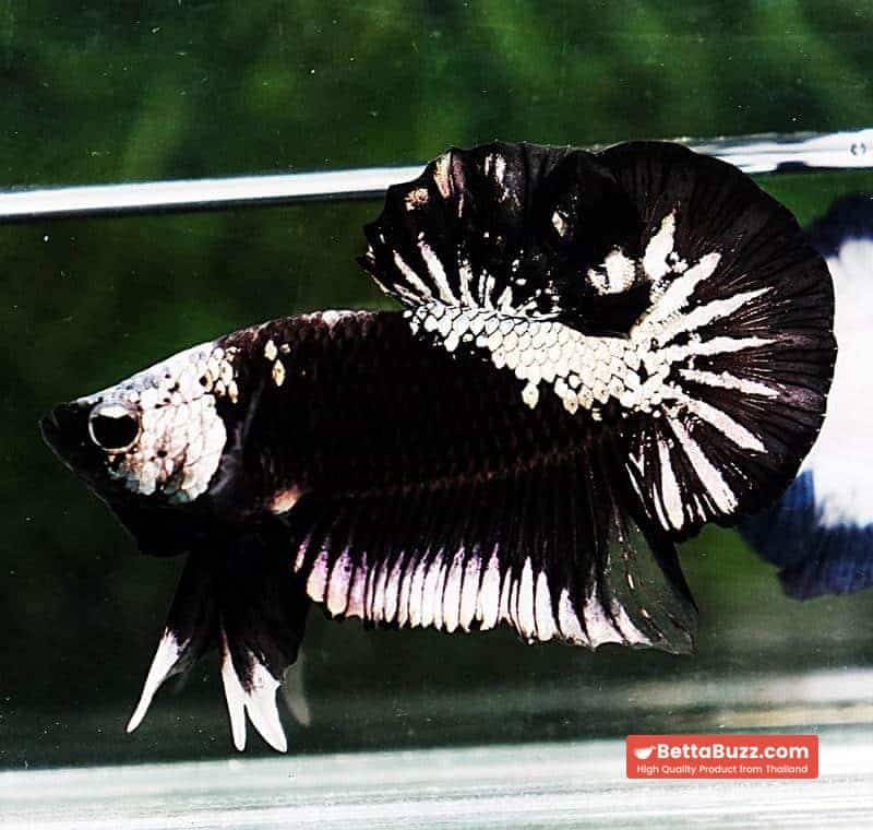 Betta fish OHMPK Perfect Helmet Black Samurai - Image 6