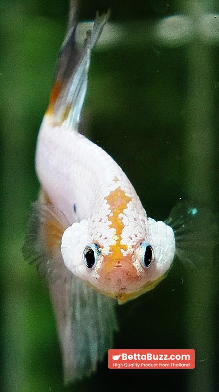 Betta fish OHM Platinum Stardust Crusader - Image 8