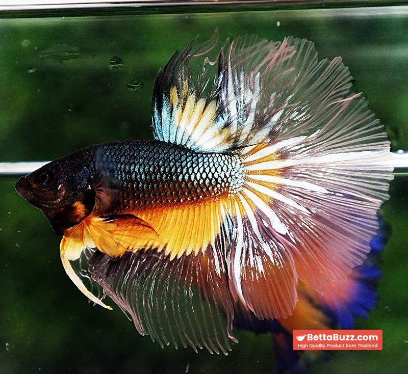 Betta fish HM Green Mustard Gas Butterfly - Image 2