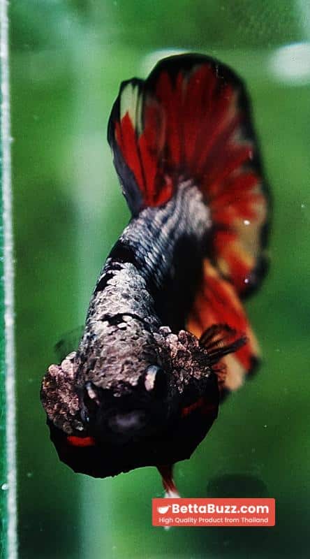 Betta fish Black Samurai on Fire (HMPK) - Image 8