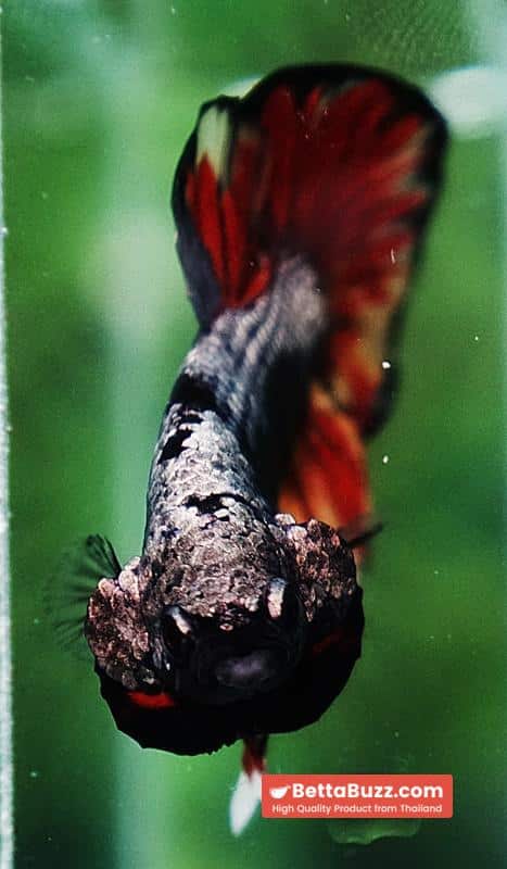 Betta fish Black Samurai on Fire (HMPK) - Image 7