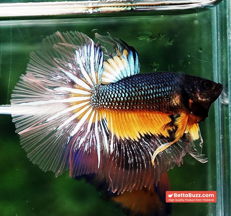Betta fish HM Green Mustard Gas Butterfly - Image 3