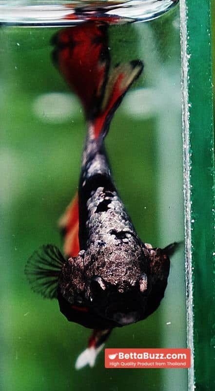 Betta fish Black Samurai on Fire (HMPK) - Image 6