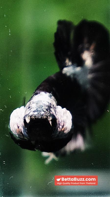 Betta fish OHMPK Perfect Helmet Black Samurai - Image 7