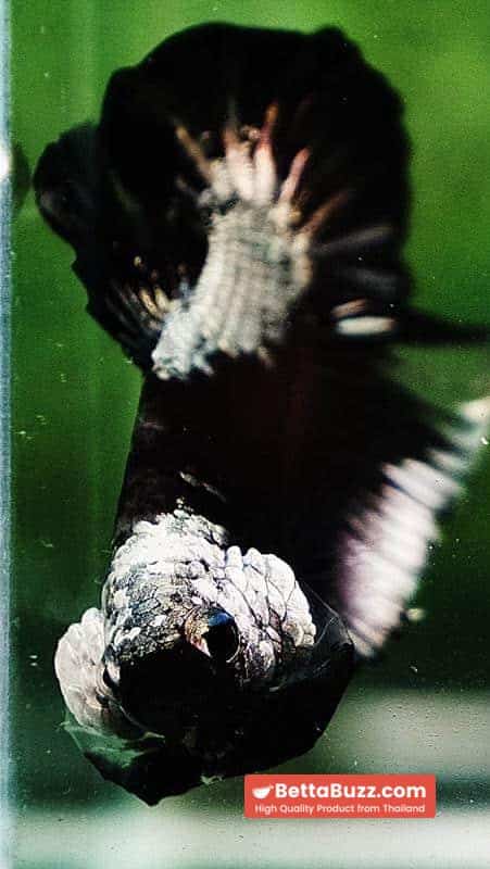 Betta fish OHMPK Perfect Helmet Black Samurai - Image 8