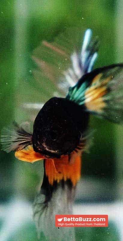Betta fish HM Green Mustard Gas Butterfly - Image 4