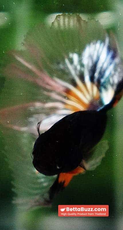 Betta fish HM Green Mustard Gas Butterfly - Image 5