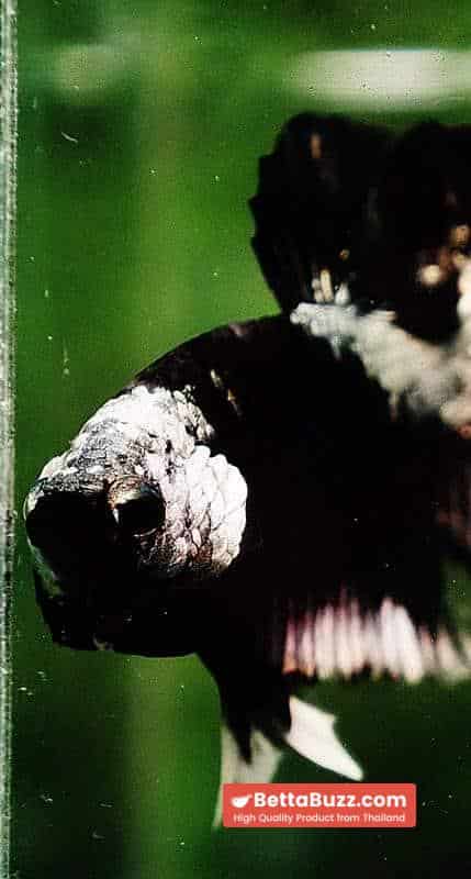 Betta fish OHMPK Perfect Helmet Black Samurai - Image 9