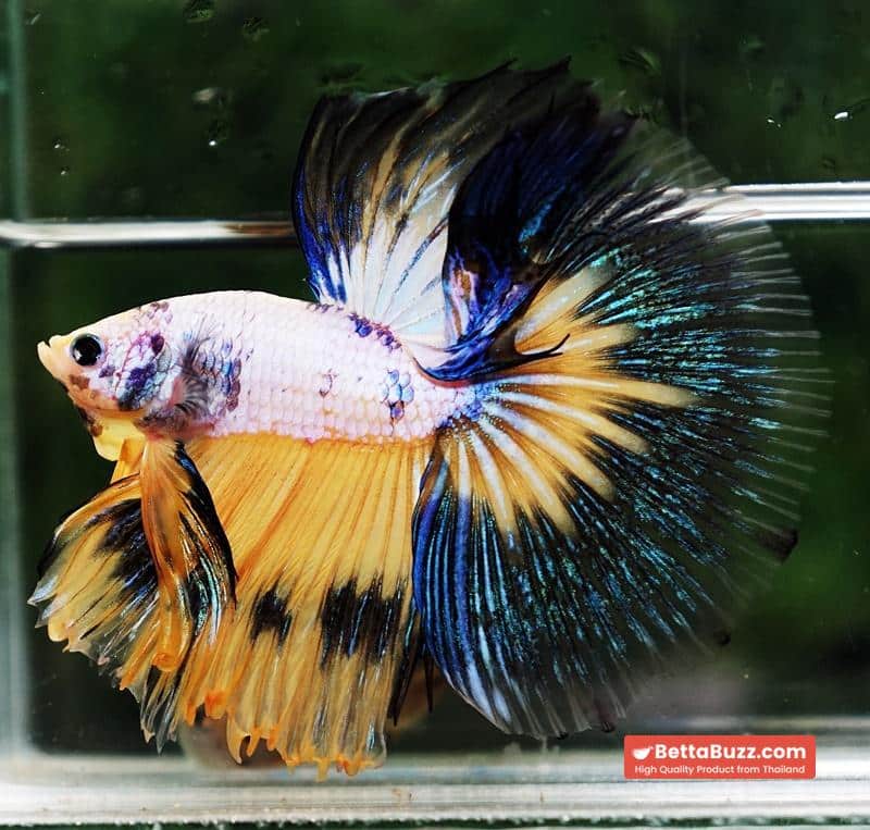 Betta fish HM Fancy Yellow Marcaw - Image 4