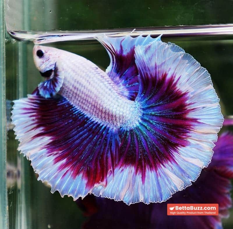 Betta fish Prince of Purple Lavender Butterfly (OHM) - Image 4