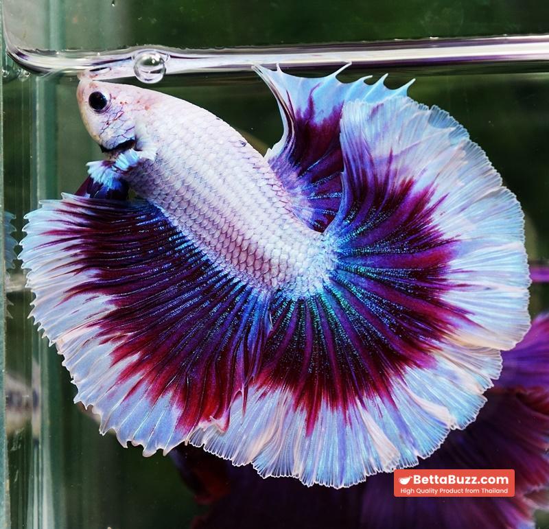 Betta fish Prince of Purple Lavender Butterfly (OHM) - Image 2