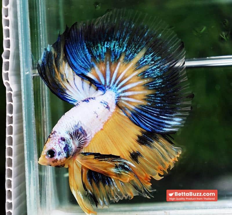 Betta fish HM Fancy Yellow Marcaw - Image 6