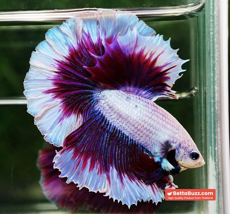Betta fish Prince of Purple Lavender Butterfly (OHM) - Image 3