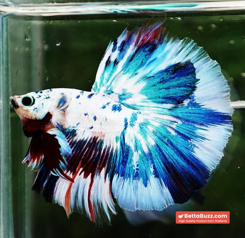 Betta fish OHM Fancy Blue Marble - Image 5