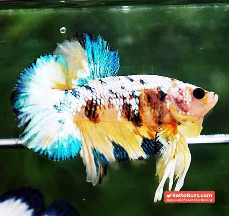 Betta fish HMPK Ukraine Multi Galaxy - Image 6