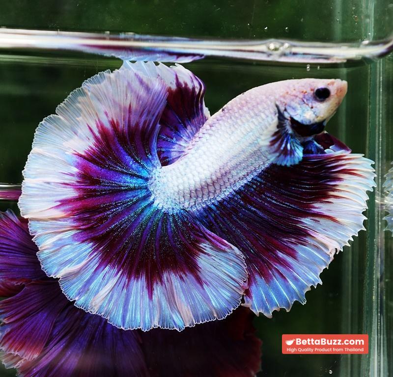 Betta fish Prince of Purple Lavender Butterfly (OHM) - Image 5