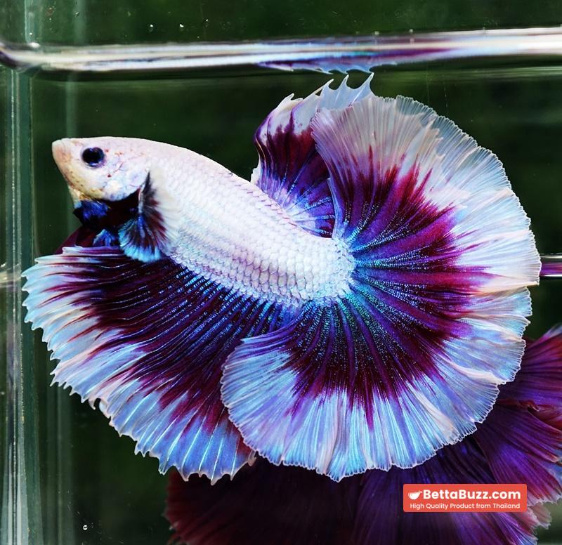 Betta fish Prince of Purple Lavender Butterfly (OHM) - Image 6