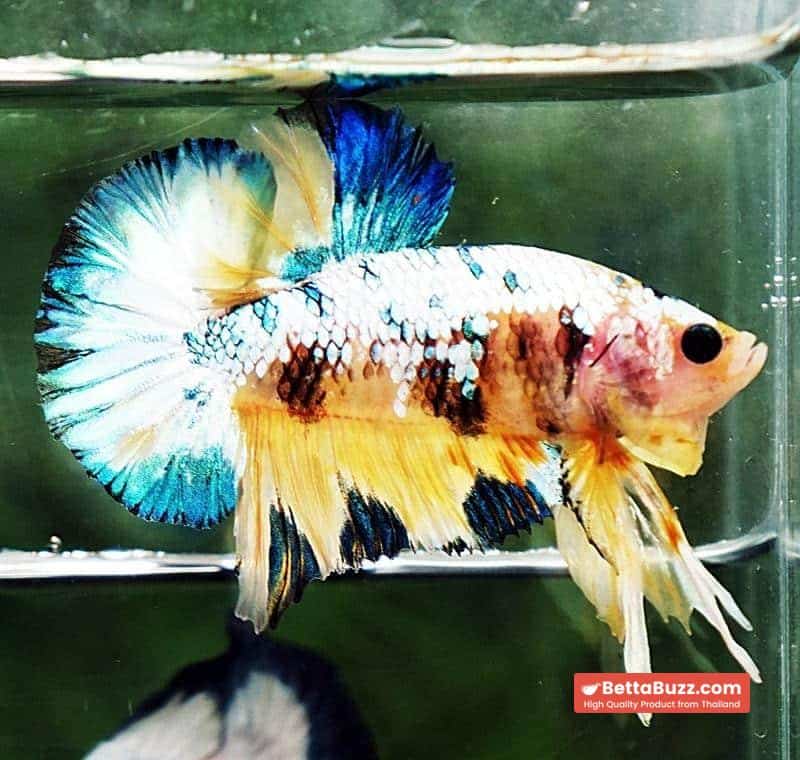 Betta fish HMPK Ukraine Multi Galaxy - Image 2