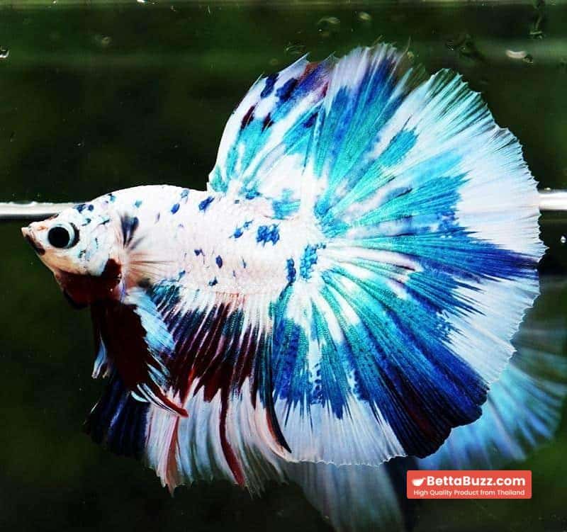 Betta fish OHM Fancy Blue Marble - Image 3