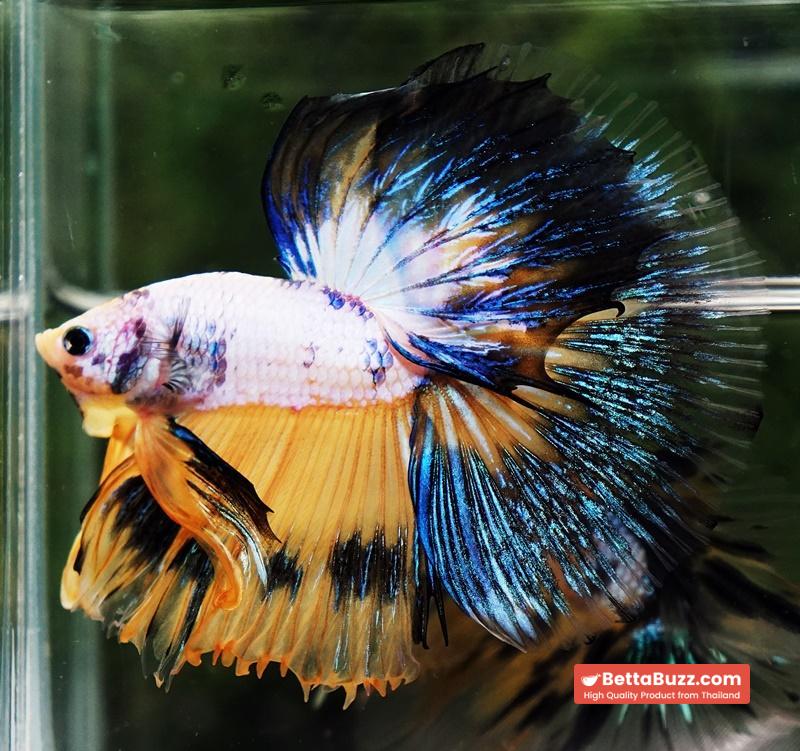 Betta fish HM Fancy Yellow Marcaw - Image 2