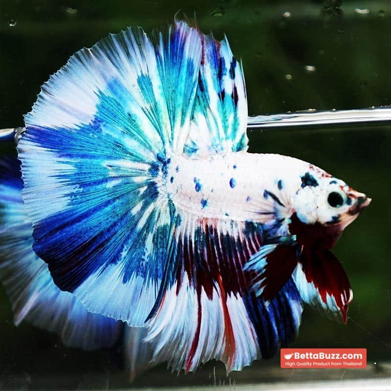 Betta fish OHM Fancy Blue Marble - Image 6