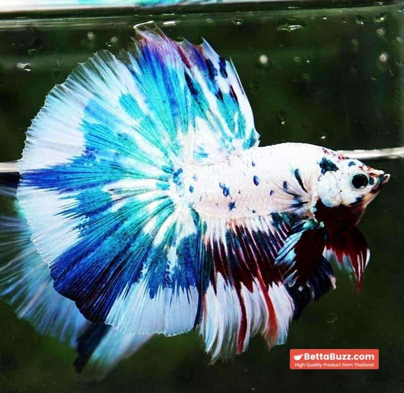 Betta fish OHM Fancy Blue Marble - Image 4