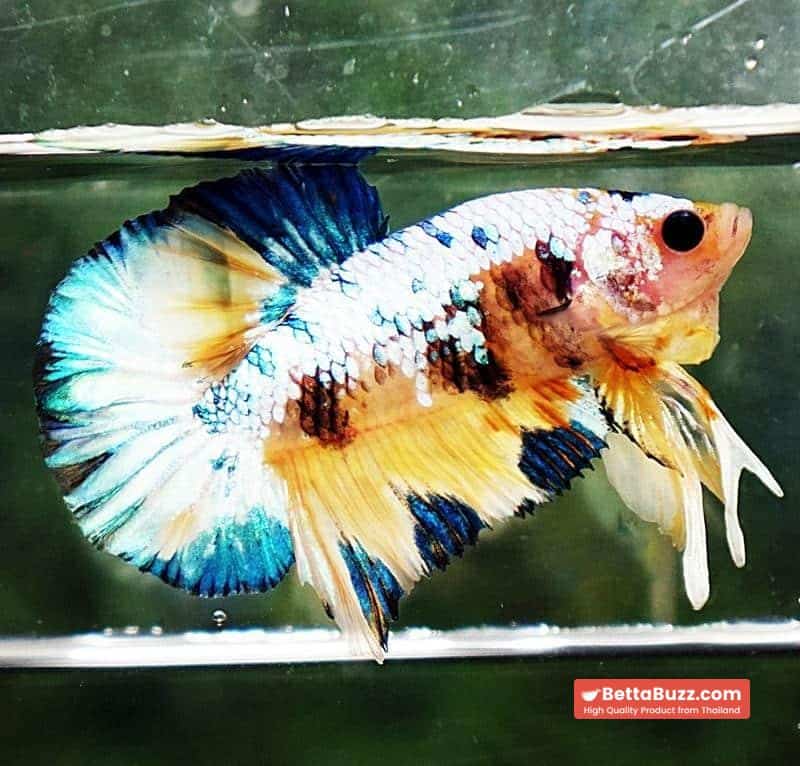 Betta fish HMPK Ukraine Multi Galaxy - Image 4