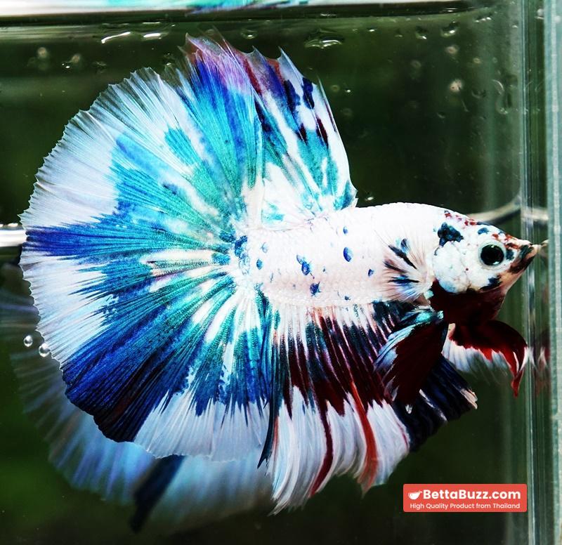 Betta fish OHM Fancy Blue Marble - Image 2