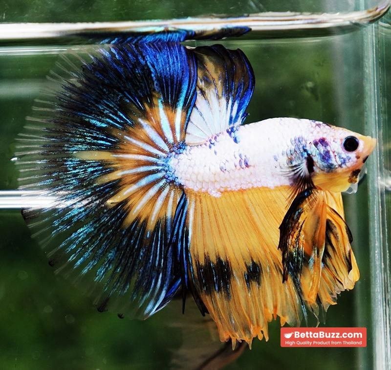 Betta fish HM Fancy Yellow Marcaw - Image 3