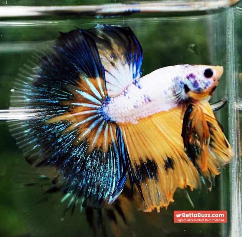 Betta fish HM Fancy Yellow Marcaw - Image 5